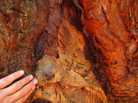  picture  Kustsequoia |Sequoia_sempervirens