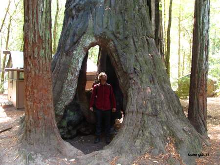  picture  Kustsequoia |Sequoia_sempervirens