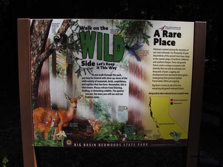  picture  Kustsequoia |Sequoia_sempervirens