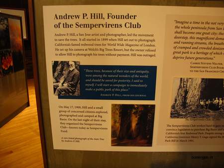  picture  Kustsequoia |Sequoia_sempervirens