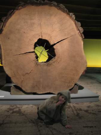  picture  Kustsequoia |Sequoia_sempervirens