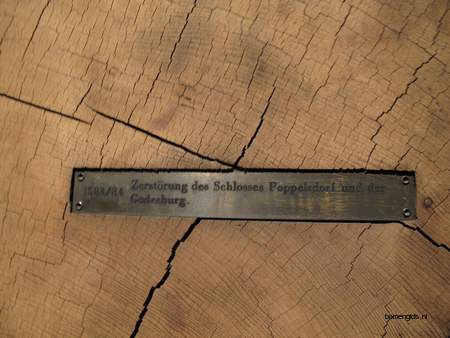  picture  Kustsequoia |Sequoia_sempervirens