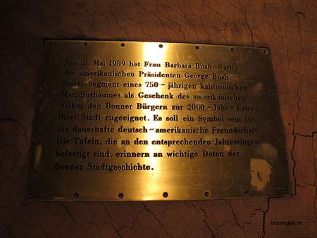  picture  Kustsequoia |Sequoia_sempervirens