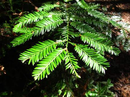  picture  Kustsequoia |Sequoia_sempervirens