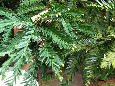  picture  Kustsequoia |Sequoia_sempervirens