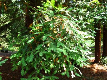  picture  Kustsequoia |Sequoia_sempervirens