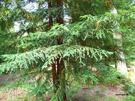  picture  Kustsequoia |Sequoia_sempervirens