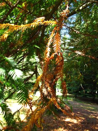  picture  Kustsequoia |Sequoia_sempervirens