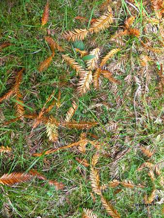  picture  Kustsequoia |Sequoia_sempervirens