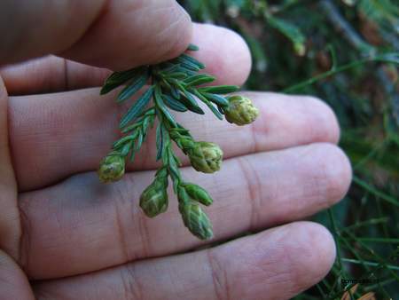  picture  Kustsequoia |Sequoia_sempervirens