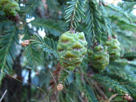  picture  Kustsequoia |Sequoia_sempervirens