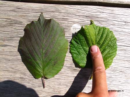 Leaf picture  Lambertusnoot ( Corylus maxima)