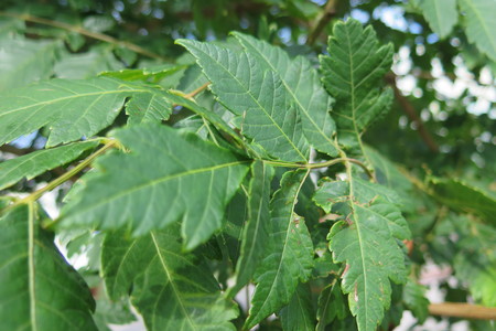 picture  Lantarentjesboom--Blazenboom |Koelreuteria_paniculata