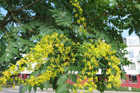  picture  Lantarentjesboom--Blazenboom |Koelreuteria_paniculata