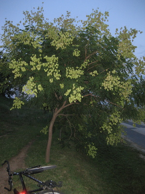  picture  Lantarentjesboom--Blazenboom |Koelreuteria_paniculata