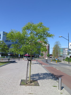  picture  Lantarentjesboom--Blazenboom |Koelreuteria_paniculata