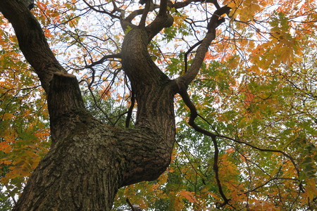  picture  Lantarentjesboom--Blazenboom |Koelreuteria_paniculata