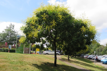  picture  Lantarentjesboom--Blazenboom |Koelreuteria_paniculata