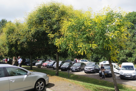  picture  Lantarentjesboom--Blazenboom |Koelreuteria_paniculata