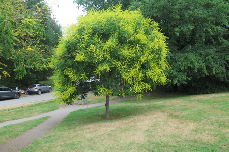  picture  Lantarentjesboom--Blazenboom |Koelreuteria_paniculata