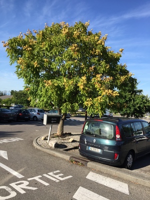  picture  Lantarentjesboom--Blazenboom |Koelreuteria_paniculata