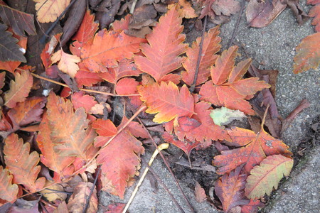  picture  Lantarentjesboom--Blazenboom |Koelreuteria_paniculata
