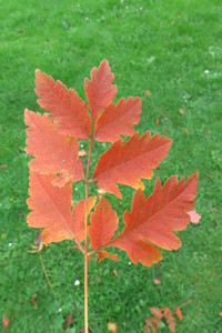  picture  Lantarentjesboom--Blazenboom |Koelreuteria_paniculata