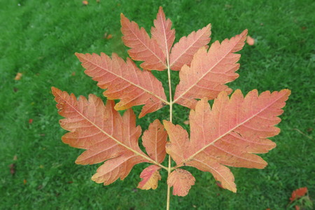  picture  Lantarentjesboom--Blazenboom |Koelreuteria_paniculata