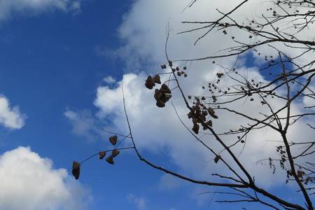  picture  Lantarentjesboom--Blazenboom |Koelreuteria_paniculata