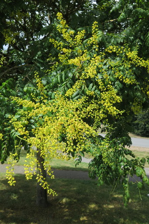  picture  Lantarentjesboom--Blazenboom |Koelreuteria_paniculata
