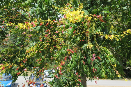  picture  Lantarentjesboom--Blazenboom |Koelreuteria_paniculata