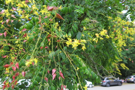  picture  Lantarentjesboom--Blazenboom |Koelreuteria_paniculata