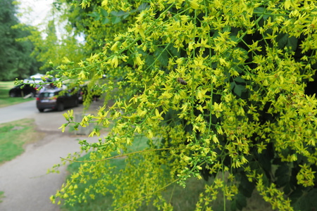  picture  Lantarentjesboom--Blazenboom |Koelreuteria_paniculata