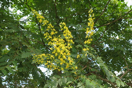  picture  Lantarentjesboom--Blazenboom |Koelreuteria_paniculata