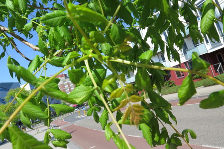  picture  Lantarentjesboom--Blazenboom |Koelreuteria_paniculata