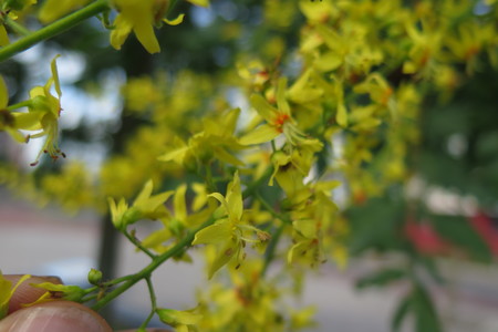  picture  Lantarentjesboom--Blazenboom |Koelreuteria_paniculata