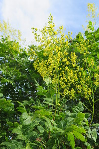  picture  Lantarentjesboom--Blazenboom |Koelreuteria_paniculata