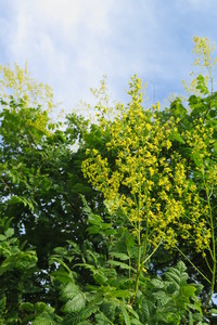  picture  Lantarentjesboom--Blazenboom |Koelreuteria_paniculata
