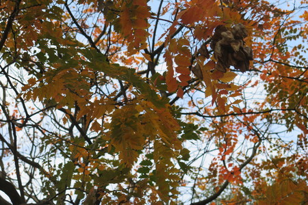  picture  Lantarentjesboom--Blazenboom |Koelreuteria_paniculata