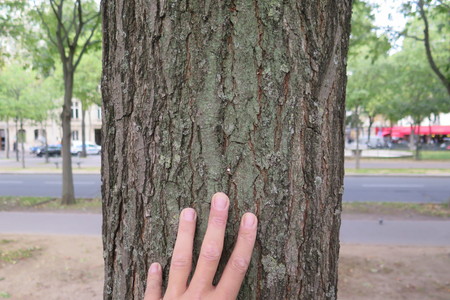  picture  Lantarentjesboom--Blazenboom |Koelreuteria_paniculata