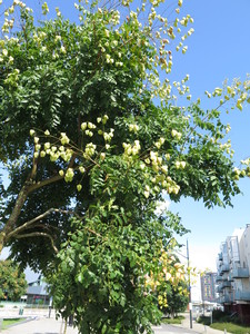  picture  Lantarentjesboom--Blazenboom |Koelreuteria_paniculata