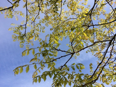  picture  Lantarentjesboom--Blazenboom |Koelreuteria_paniculata