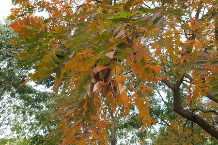  picture  Lantarentjesboom--Blazenboom |Koelreuteria_paniculata