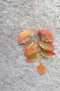  picture  Lantarentjesboom--Blazenboom |Koelreuteria_paniculata