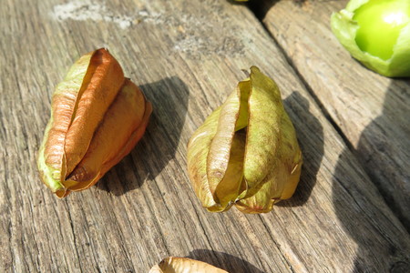  picture  Lantarentjesboom--Blazenboom |Koelreuteria_paniculata