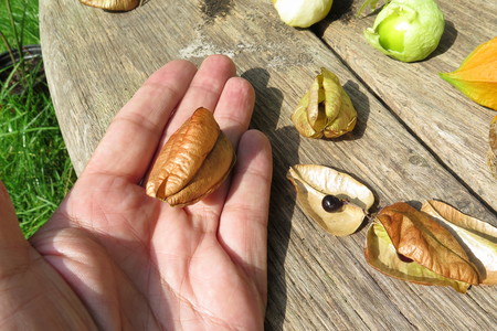  picture  Lantarentjesboom--Blazenboom |Koelreuteria_paniculata