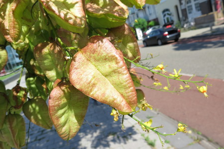  picture  Lantarentjesboom--Blazenboom |Koelreuteria_paniculata