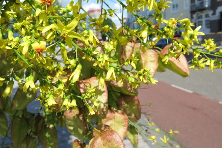  picture  Lantarentjesboom--Blazenboom |Koelreuteria_paniculata