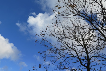  picture  Lantarentjesboom--Blazenboom |Koelreuteria_paniculata