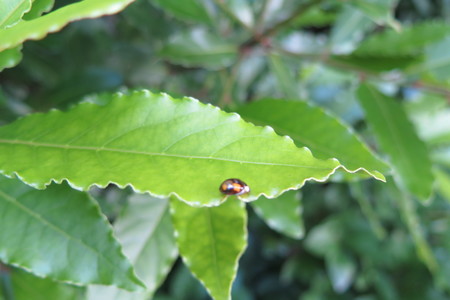  picture  Laurier |Laurus_nobilis